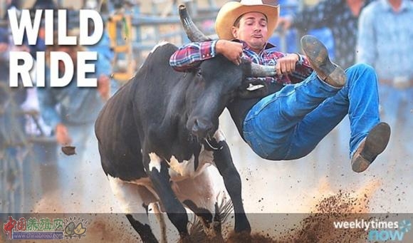 澳大利亚举行骑公牛比赛