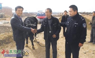 ���ɹŰ�ͷɳ�����侮��ţ��������