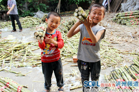 销路好蔗农笑 万亩甘蔗铺就致富路