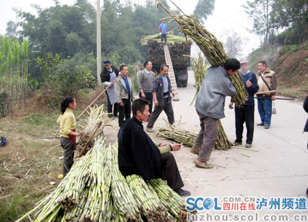 蔗农们丰收的甘蔗正在装车