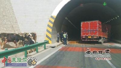 ���ݣ���ţ���෭ 11ͷ��ţ6ͷ����