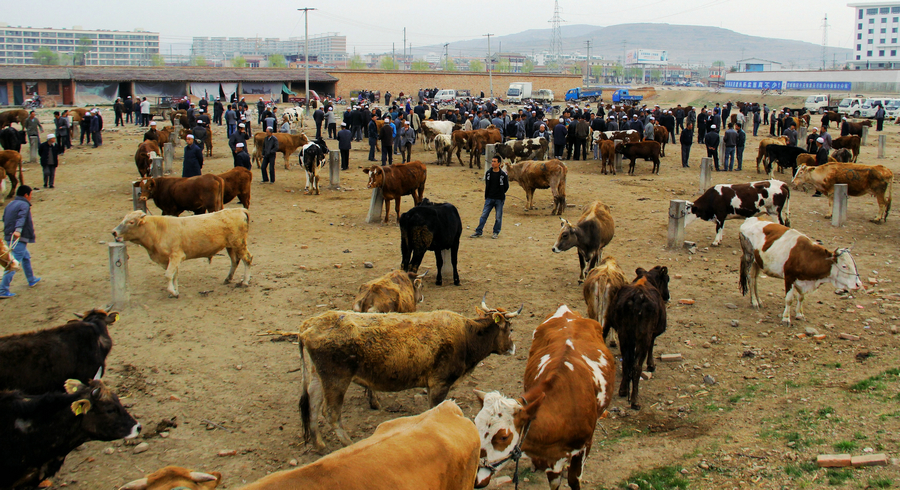 ���żҴ�ţ�����г�һ�ǣ�