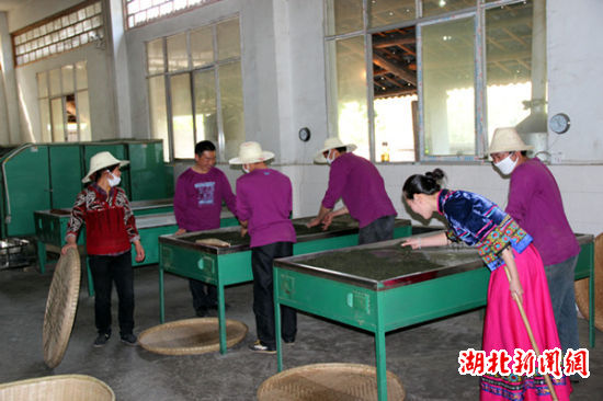 湖北恩施茶叶产业引领山区农民致富:茶叶加工厂的工人在忙碌