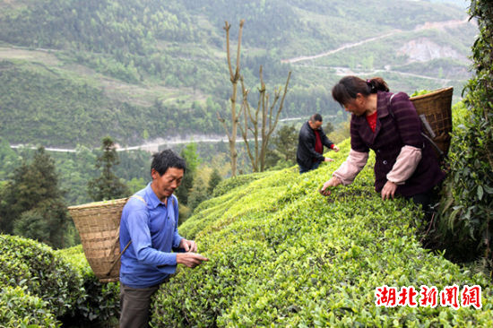 湖北恩施茶叶产业引领山区农民致富:茶农周中文夫妇采摘春茶