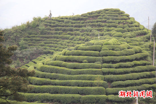 湖北恩施茶叶产业引领山区农民致富:漫山遍野的茶园