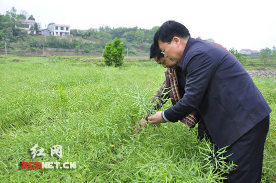 湖南“稻稻油”全程机械化生产模式成功在望(图:1)