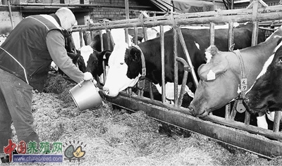 乌林柯正在给奶牛喂食。