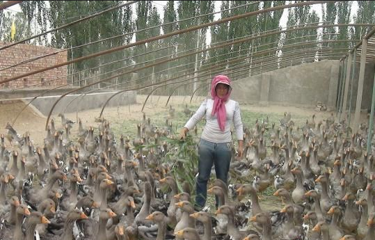新疆博湖县农民在蔬菜大棚里养雁致富