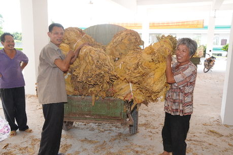 古市镇烟农积极交售烟叶