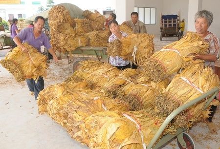 韶关南雄烟叶大丰收农民将有3.5亿元收入