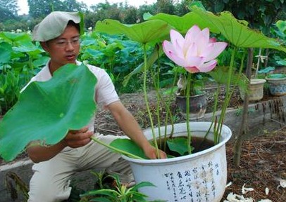 图为吕山乡雪藕生产专业合作社工作人员章小兵在移植盆景荷花。