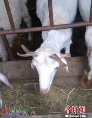 河北张家口现四角小山羊 户主想送给动物园