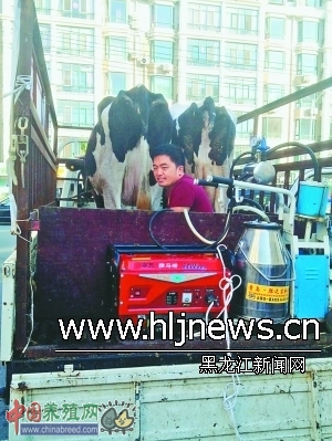 哈尔滨早市一景:奶牛坐车来 牛奶现挤卖