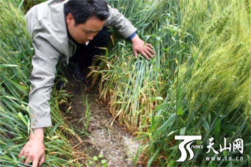 ���ż�����Ա�ڲ鿴����