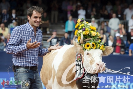 费德勒对奶牛无可奈何