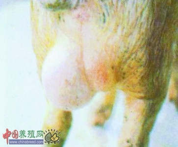 s男子疑被羊传染上“懒汉病” 浑身疼痛反复发烧