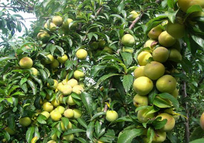 香脆李挂满枝头 文山香脆李,成农民“致富果”