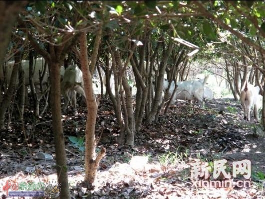 �̻���������ֳ�� G50������Ⱥ��ɢ����