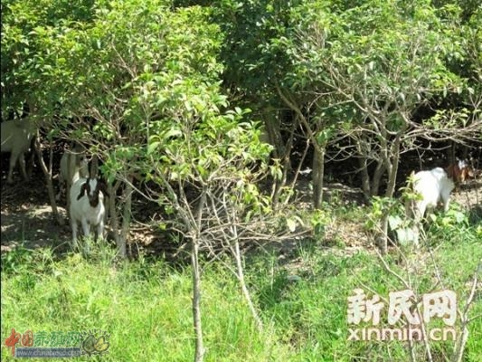 ͼ˵�����һ�������߽���ͷһ�;�����˹�ľ��