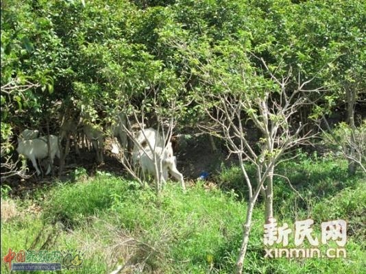 ͼ˵�������£���ʱ���Կ�����Ⱥ�����ߵĹ�ľ���гԲ�