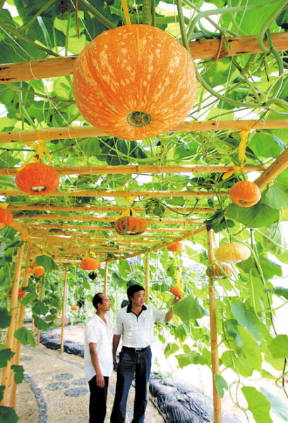 ٹ԰ٵɫũҵĿ߹ͼֵʳüֵũƷĸֵ