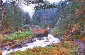 云南香格里拉:绿色财富 书写传奇(图:4)