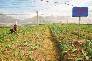 云南香格里拉:绿色财富 书写传奇(图:3)