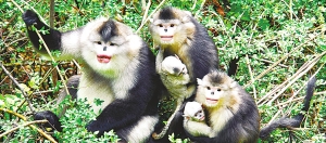 云南香格里拉:绿色财富 书写传奇(图:2)