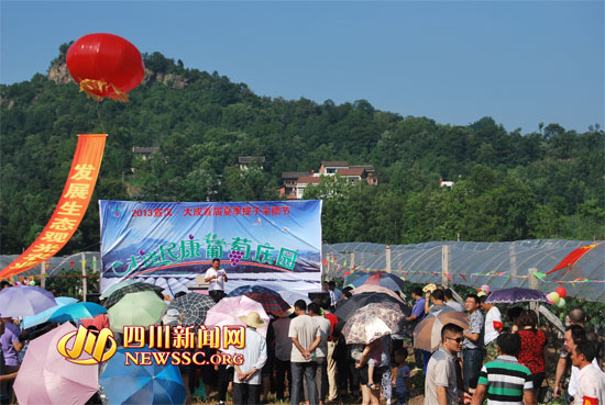 2013宣汉·大成首届提子采摘节