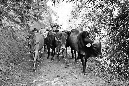 ¼ÇÍûÚÓÏØÕáÏãÏçÀûÃñÑøÅ£³¡£º¿ÆÑ§ÑøÅ£ Ö¸»Â·¿í