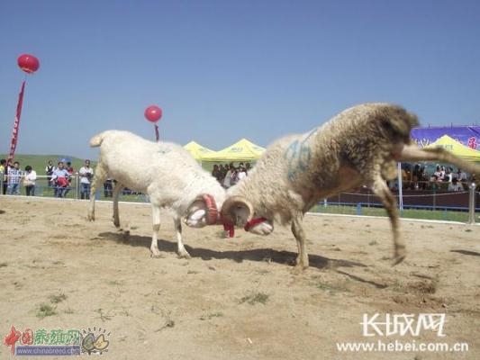 河北尚义县第十届赛羊会开幕 雄风尽展 震撼人心(图:2)