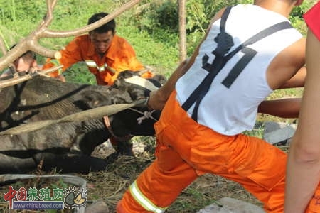 消防官兵救奶牛