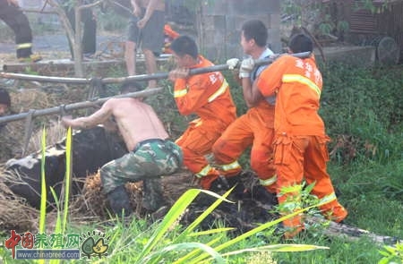 消防官兵用铁棍抬千斤重的牛