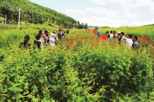 规范化苦荞种植试验基地