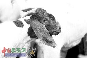 吉林:长春农博会“大耳朵”波尔羊戴“头盔”来参展
