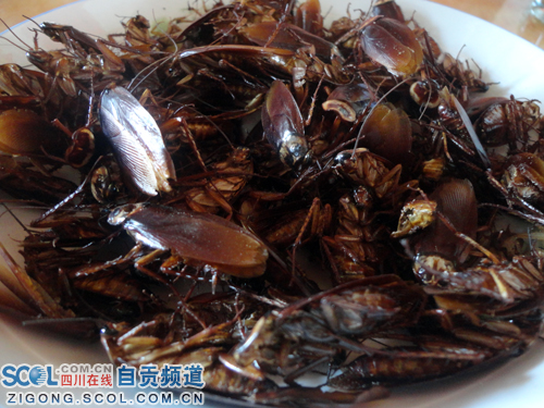 通过处理后即将外销的成品蟑螂