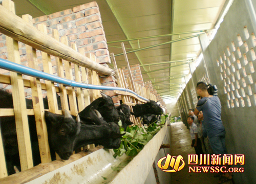 ͼΪɽ����ֳ��