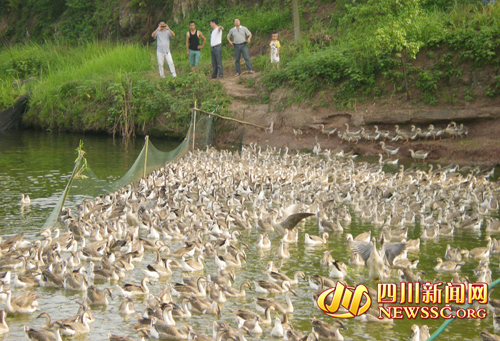 ͼΪ������ֳ��