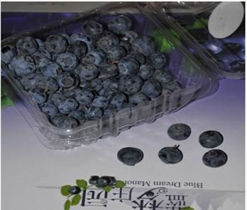 蓝莓种植—果农种植的朝阳产业(图1)