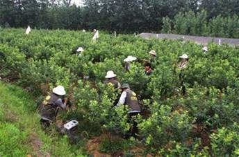 蓝莓种植—果农种植的朝阳产业(图2)