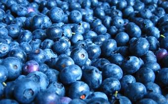 蓝莓种植—果农种植的朝阳产业(图3)