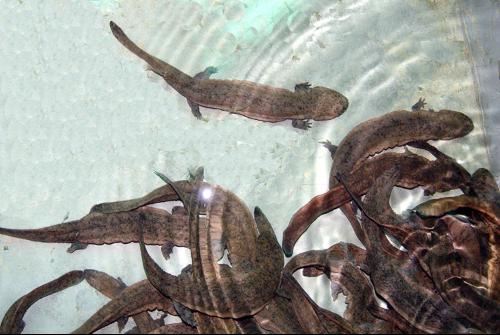 娃娃鱼养殖成为张家界桑植县主导产业