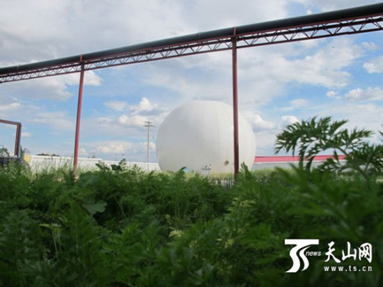 ÎÞ¹«º¦Êß²ËÖÖֲ͹ÏÔ³ÉЧ