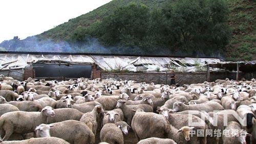 致富经:小老板从收羊粪起步的千万财富(图:4)