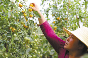 “太空南瓜”重达400斤能卖三四万
