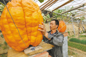 “太空南瓜”重达400斤能卖三四万