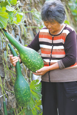 “太空南瓜”重达400斤能卖三四万