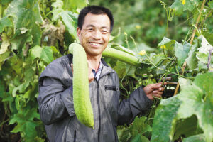 “太空南瓜”重达400斤能卖三四万