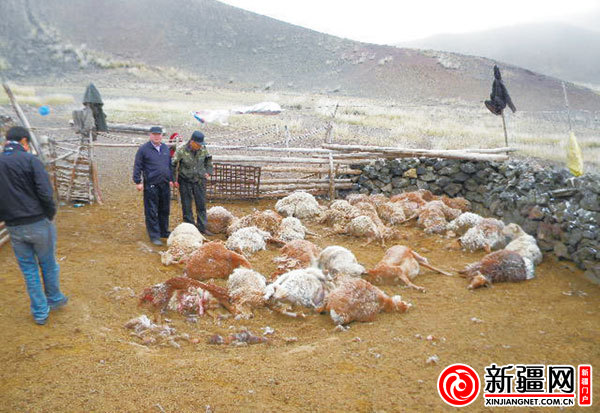 乌鲁木齐县托里乡狼出没 一夜之间40只羊被咬死