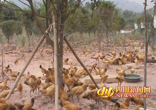 四川合江县二里乡:团委助力返乡民工养殖致富